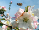 Apfelbaumblüte mit Biene